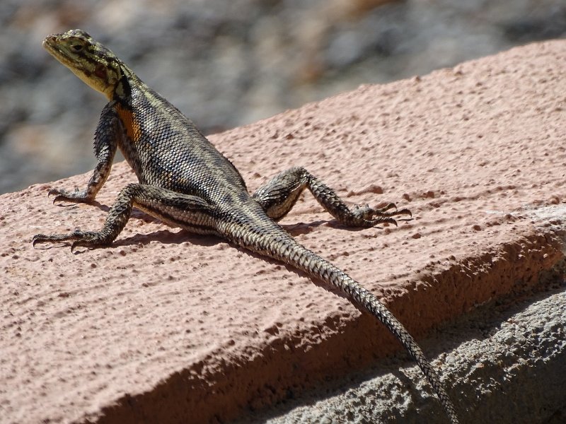 DSC06555.JPG - Rock Agama