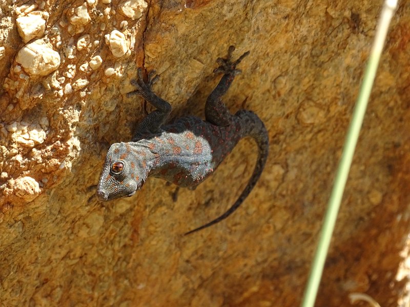 DSC06575.JPG - Tokeh-Gekko