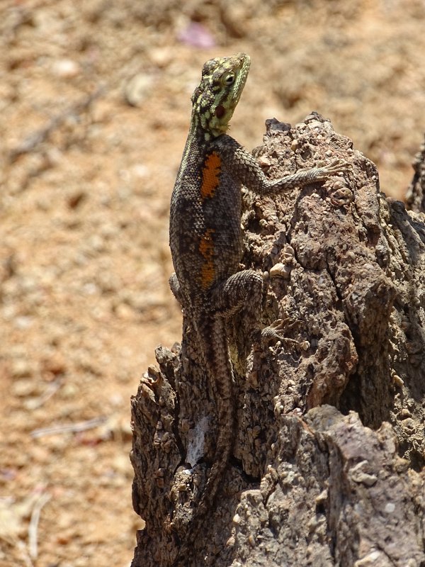 DSC06585.JPG - Rock Agama