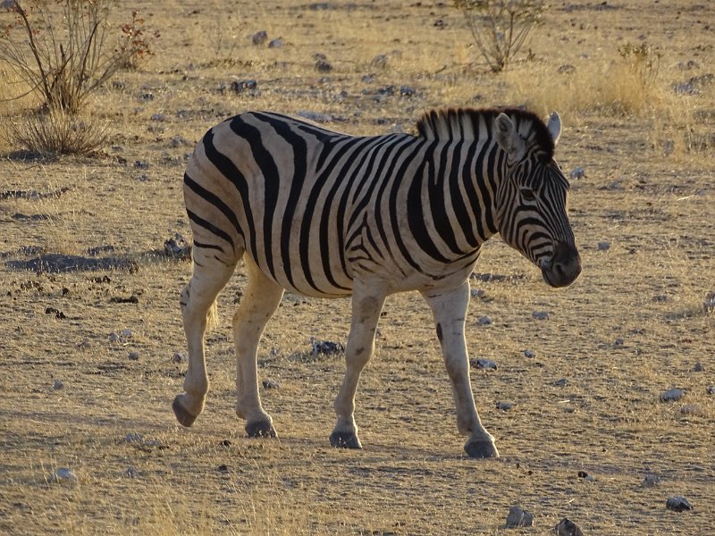 DSC06904.JPG - Zebra