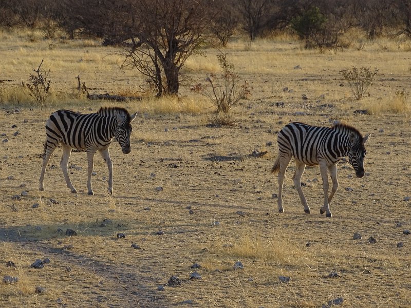 DSC06912.JPG - Zebra