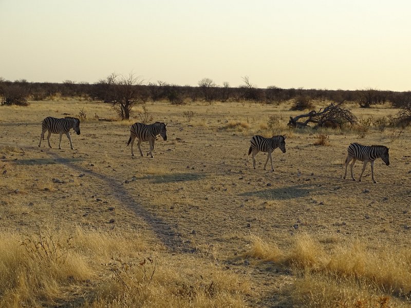 DSC06913.JPG - Zebra