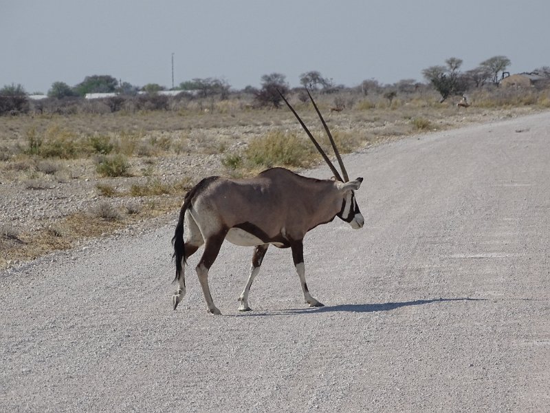 DSC07069.JPG - Gemsbok