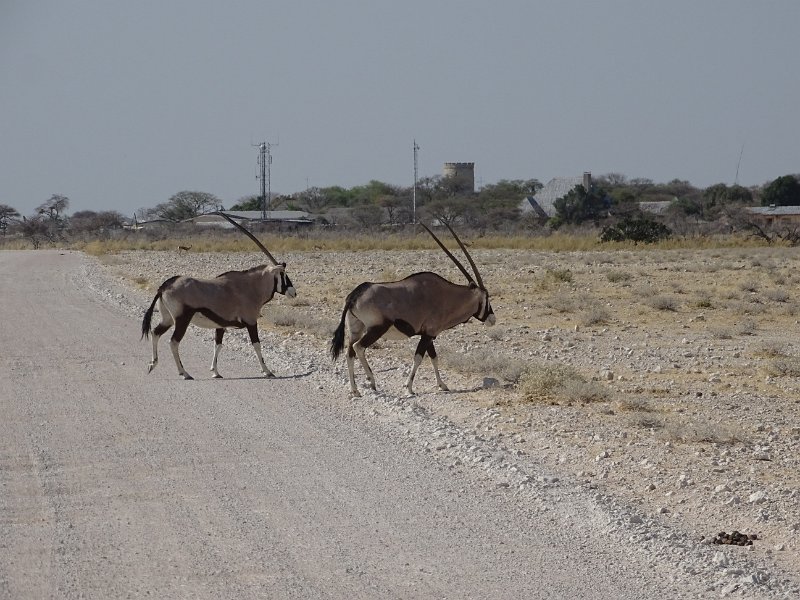 DSC07072.JPG - Gemsbok