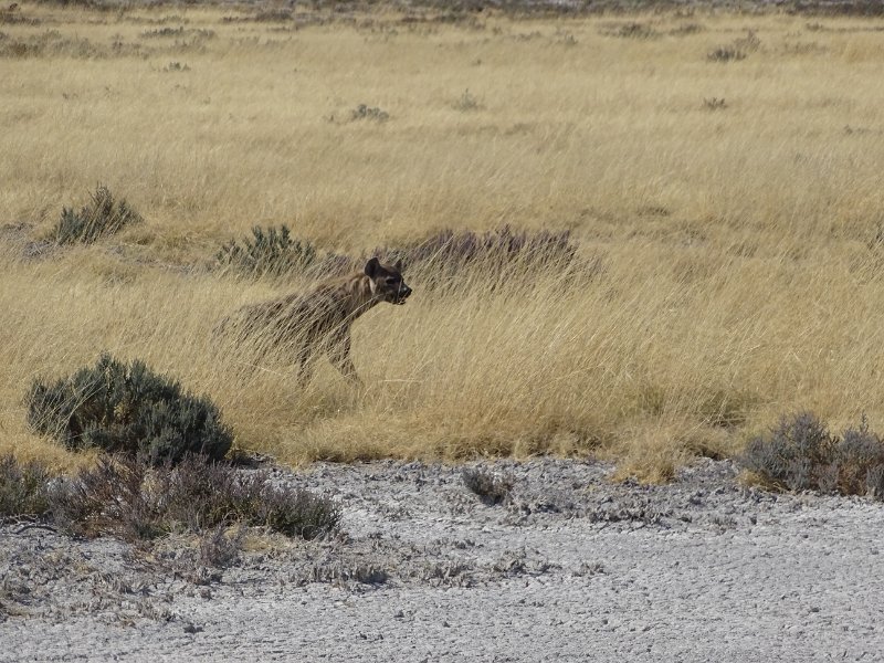 DSC07076.JPG - Hyena