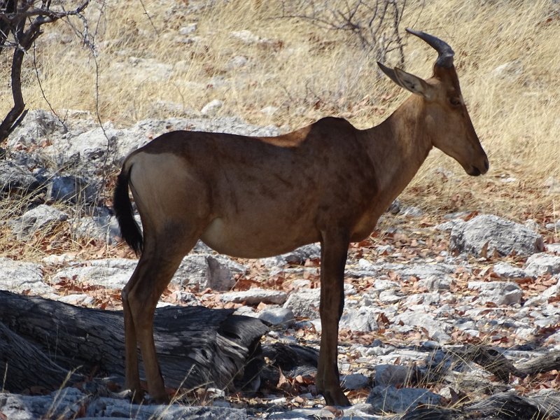 DSC07185.JPG - Hartenbeest