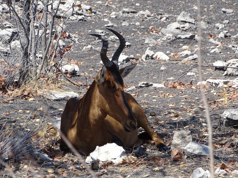 DSC07187.JPG - Hartenbeest