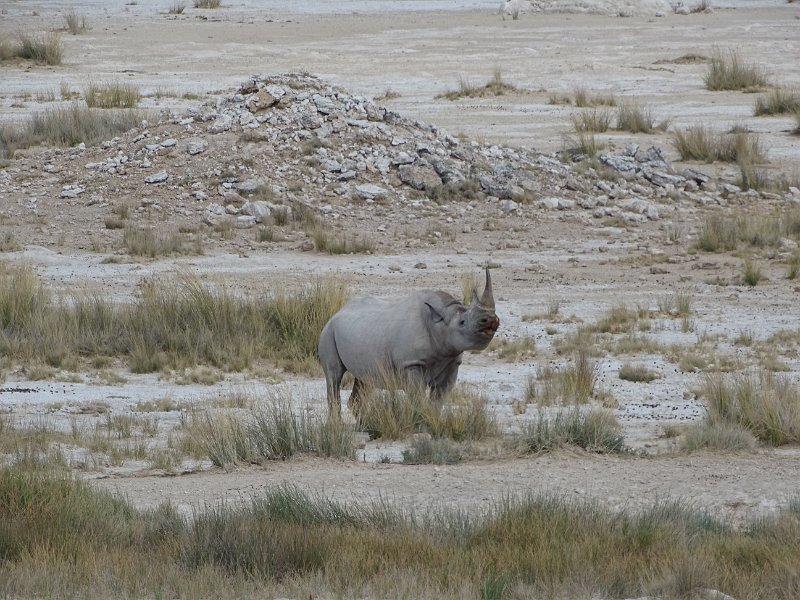 DSC07597.JPG - Zwarte neushoorn