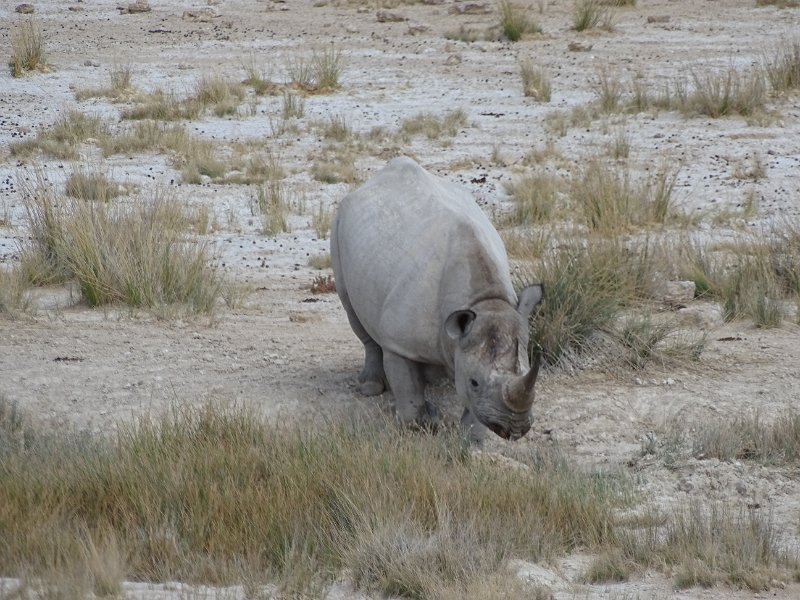 DSC07602.JPG - Zwarte neushoorn