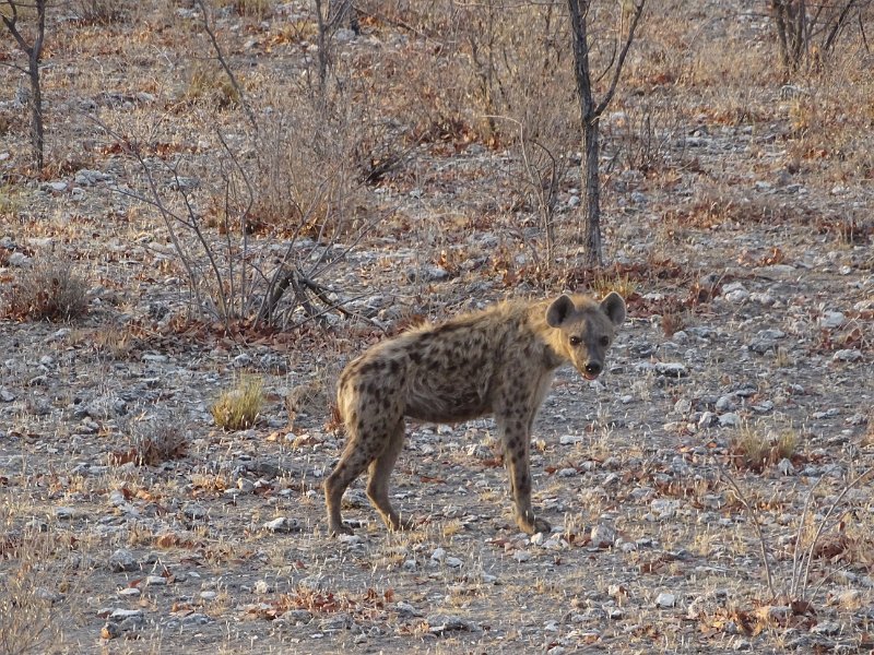 DSC07721.JPG - Hyena