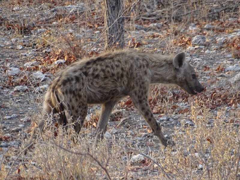 DSC07722.JPG - Hyena