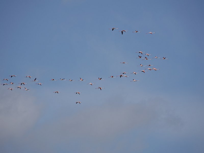 DSC00631.JPG - Flamingo's