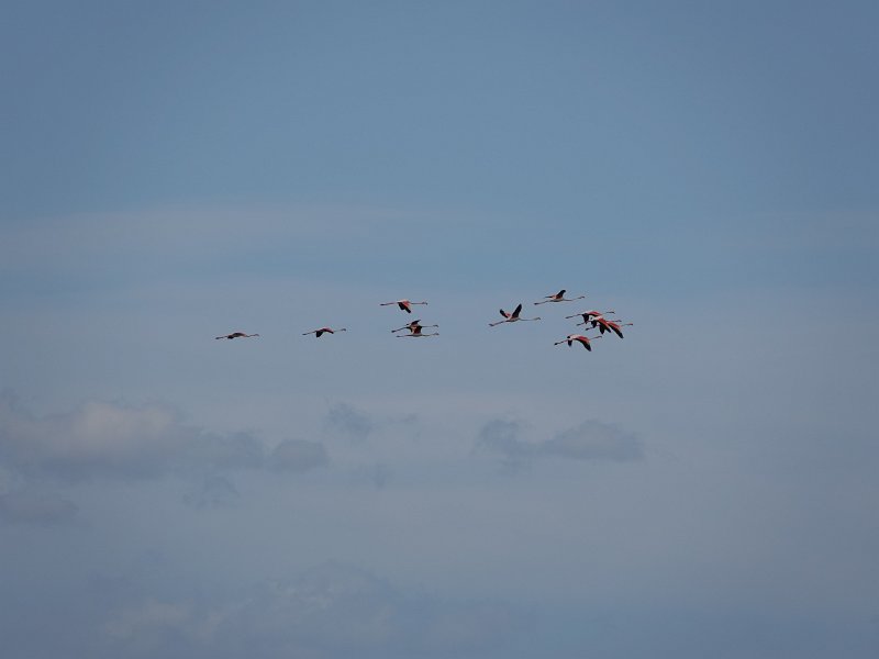 DSC00759.JPG - Flamingo's