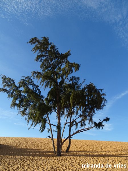 zandduinen van Mui Ne (2).JPG