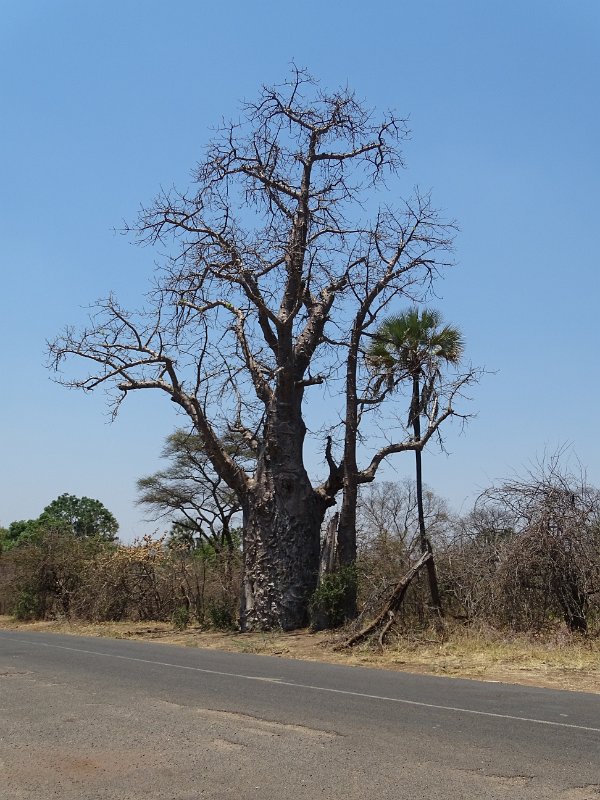 DSC08802.JPG - Baobabboom