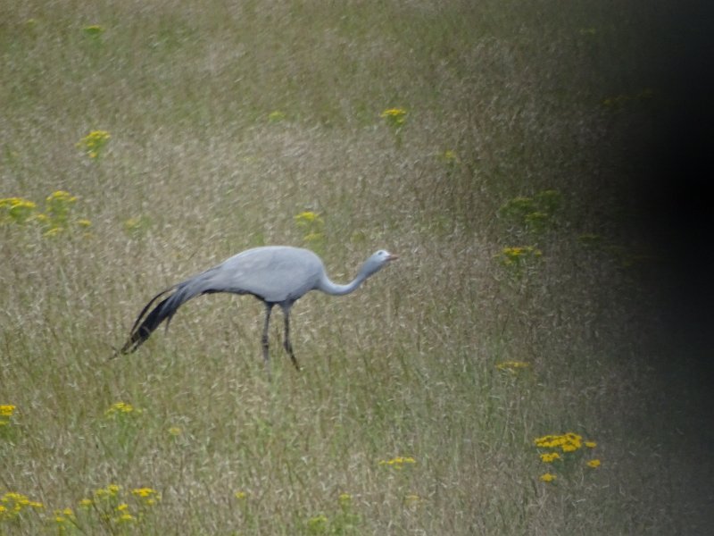 DSC05372.JPG - Paradijskraanvogel