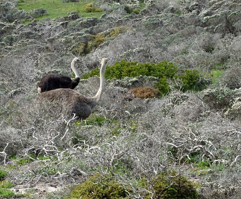 Naamloos-1kopie.jpg - Struisvogels